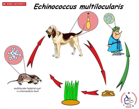 NCSU Veterinary Parasitology