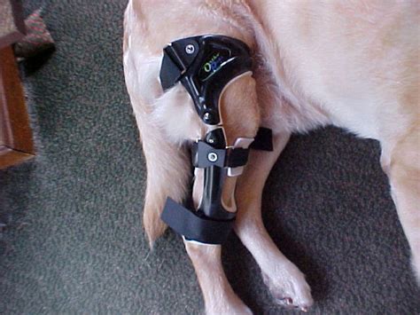 Homemade Dog Knee Brace - Homemade Ftempo