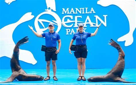 Jellies Dancing Sea Fairies | Manila Ocean Park