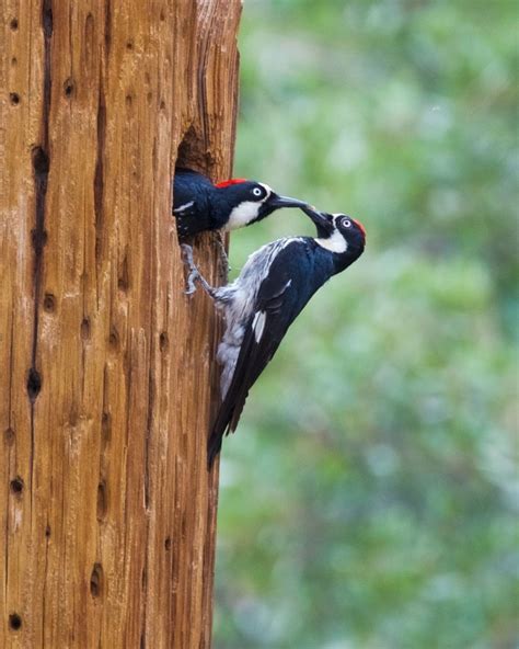 Acorn Woodpecker | Audubon Field Guide