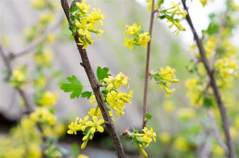 Blooming. Black Currant Flowers Close-up. Yellow Flowers Of A Berry Bush. Black Currant. Stock ...