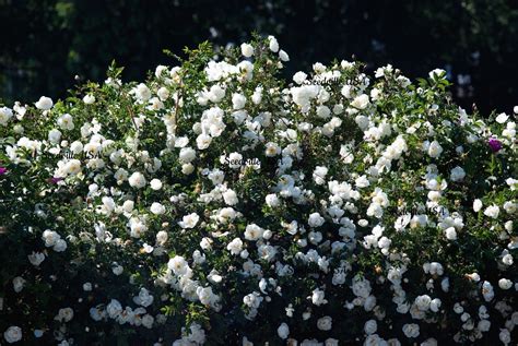 5 WHITE ROSE Rosa Bush Shrub Perennial Flower Seeds flat - Etsy Canada