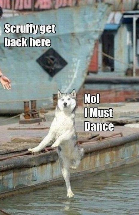 Dance! Funny Dog Memes, Funny Animal Jokes, Cute Funny Animals, Animal Memes, Funny Cute, Funny ...