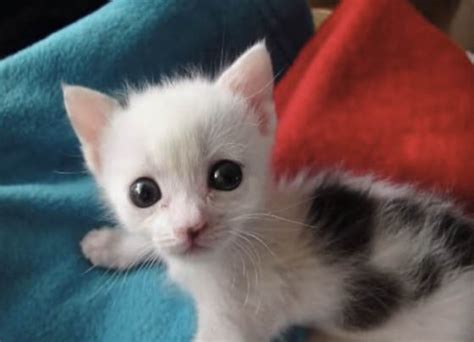 Little Cow Kitty's Rescue Journey from Baby to Cat - Love Meow