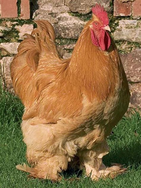 45 Heritage Chicken Breeds | Chickens backyard, Heritage chickens ...