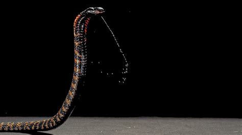 Spitting cobras' venom evolved to inflict pain | Science | AAAS