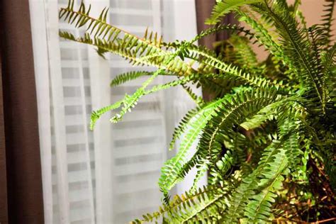 6 Easy To Keep Plants That Reduce Indoor Humidity