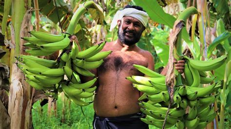 Organic Banana Farming\ Banana From Farm to harvest - YouTube