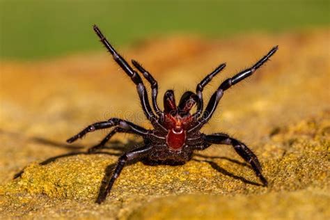 Sydney Funnel-web spider stock photo. Image of spider - 237169330