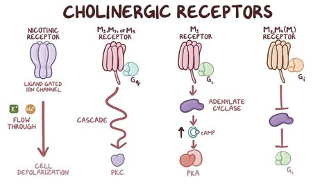 Cholinergic receptors: Video, Anatomy & Definition | Osmosis