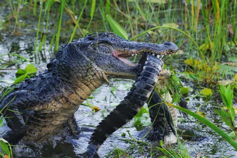 15 Things Alligators Like to Eat (Diet & Facts)