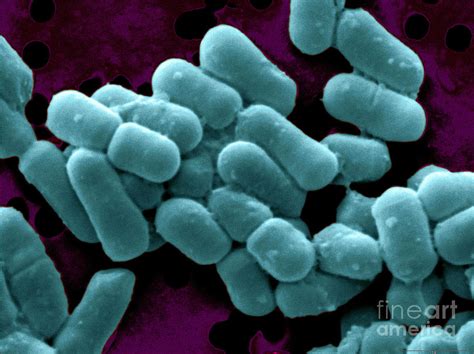 Lactobacillus Fermentum Photograph by Scimat - Pixels