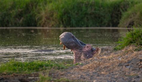 Yawning Hippo | Sean Crane Photography