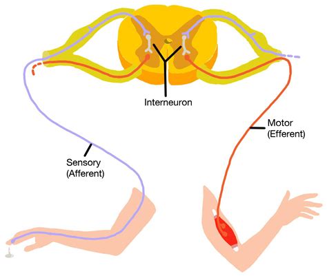 Correctly identify the sensory (afferent) neuron, interneuro | Quizlet