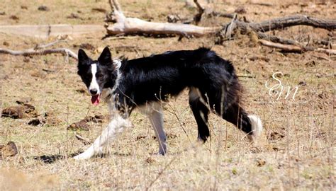 Border Collie herding cattle in the Panhandle of Texas Border Collie ...