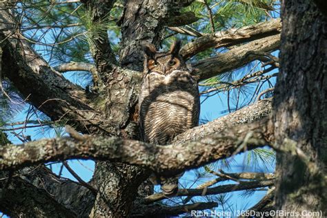 Momma Owl is Off the Nest! | 365 Days of Birds