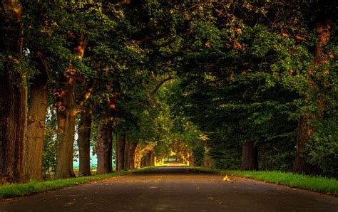 Download Green Tree Tree-lined Man Made Road 4k Ultra HD Wallpaper