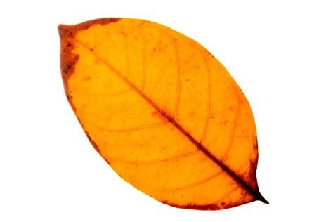 Yellow leaf on white background 1415855 Stock Photo at Vecteezy