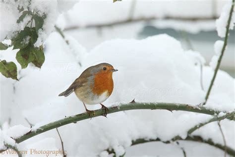 Robin in snow photo WP27602