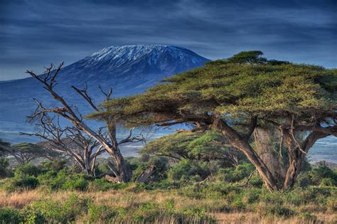 Early Morning near Mt. Kilimanjaro, Amboseli National Park, Keny ...