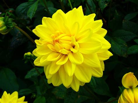 Bright Yellow Dahlia Free Photo Download | FreeImages