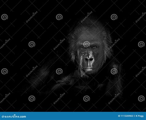 Gorilla Portrait - Black and White Stock Image - Image of expression ...