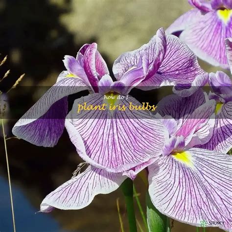 Planting Iris Bulbs: A Step-By-Step Guide | ShunCy