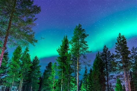 HD wallpaper: Pine Trees Under Aurora Borealis, forest, nature ...