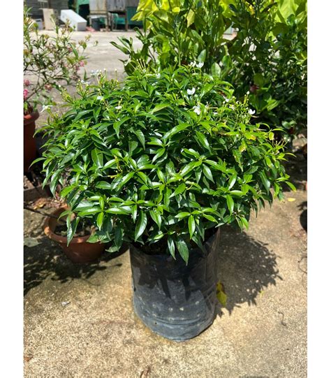 Buy Tabernaemontana divaricata (dwarf) | Guan Lee Heng Landscaping Pte Ltd