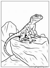71 Lizard Coloring Pages  ColoringPagesOnlycom sketch template