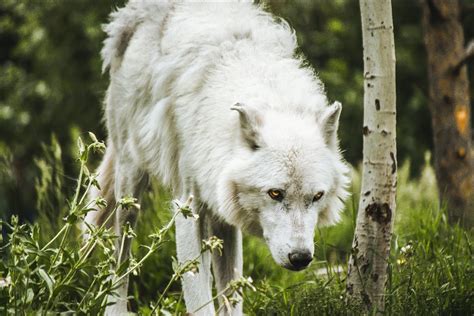 How do wolves help their prey by hunting them? - The Wolf Center