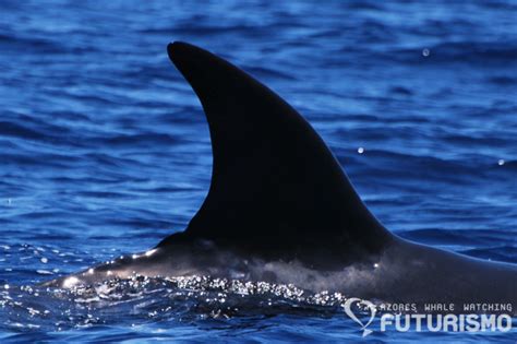 Sei whale fact sheet - Azores Whales