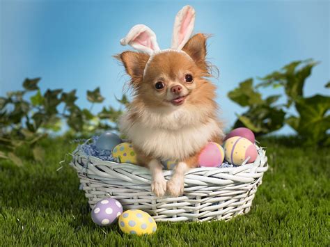 Animals Zoo Park: Happy Easter Animals Pics, Funny Easter Animals Pictures