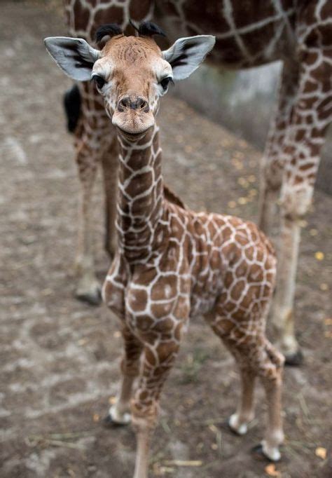 Super Cute Baby Giraffe | ANIMALS | Animals, Cute baby animals, Cute ...