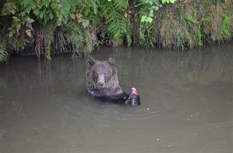 Grizzly Bear Enjoying a Meal | Grizzly Bear Tours & Whale Watching ...