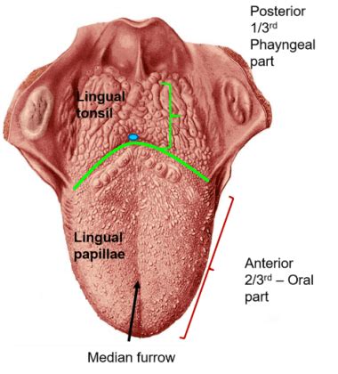 Tongue , Anatomy QA