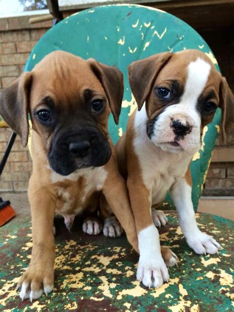 Boxer Pups - Fawn & Flashy Fawn