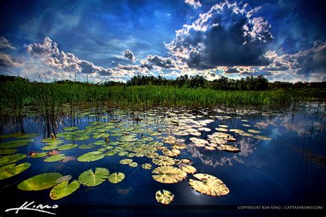 Grassy Waters Preserve | Royal Stock Photo