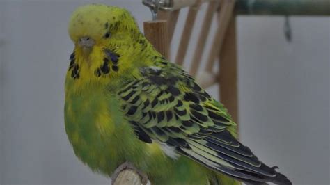 Budgie Illness - Signs of a sick pet