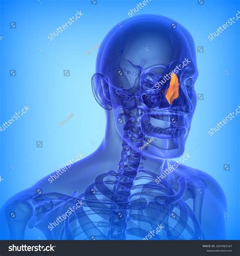 Human Ethmoid Perpendicular Plate Bone Anatomy Stock Illustration 2247062167 | Shutterstock