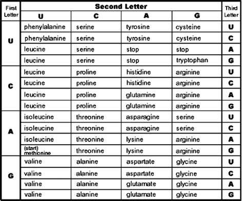 CODON CHART - Heredity