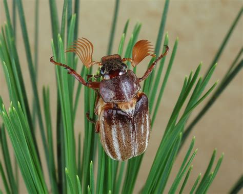 Family Scarabaeidae – ENT 425 – General Entomology