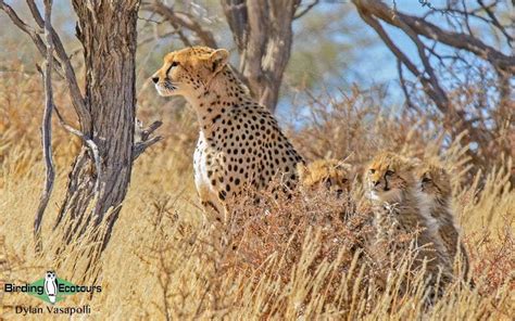 The Endemic Birds of South Africa - Birding Ecotours