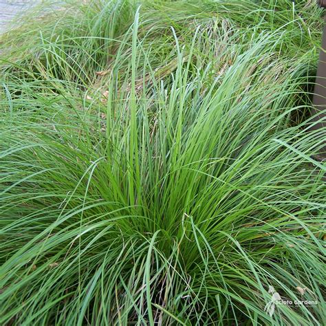 Carex pensylvanica #1 (Pennsylvania / Oak Sedge) - Scioto Gardens Nursery