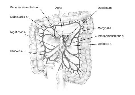 the ileocolic artery is terminal superior mesenteric vein smv should always lie to right in ...