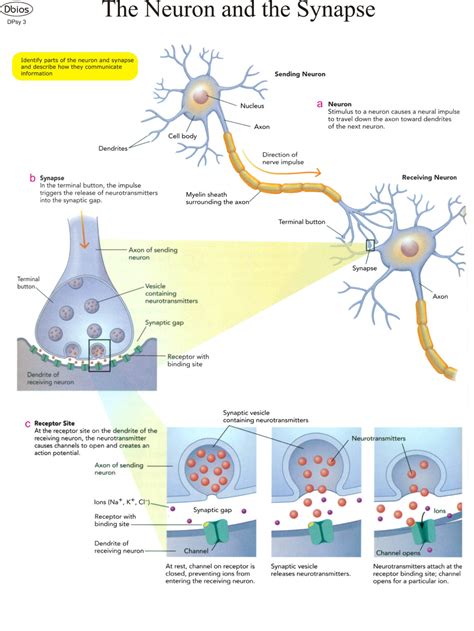 DPsy 3 The Neuron and the Synapse | Dbios Charts