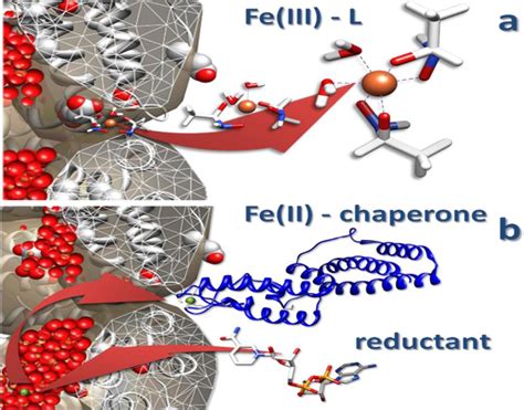 Schematic representation of the two main mechanisms proposed for ferritin | Download Scientific ...