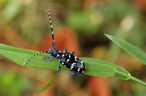 The Complete Guide to Asian Longhorned Beetles - Pest Prophet Blog