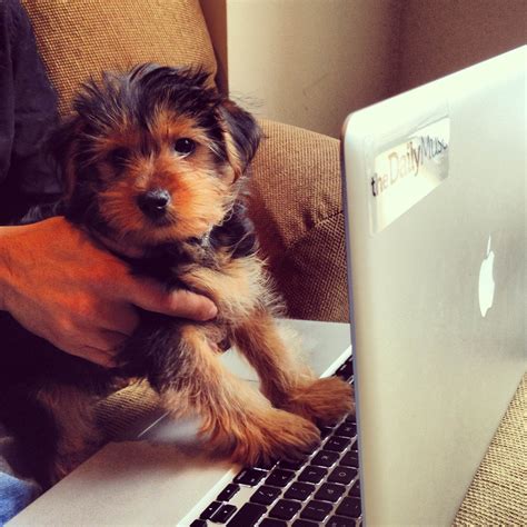 9 Reasons Why Office Dogs Make the Best Employees