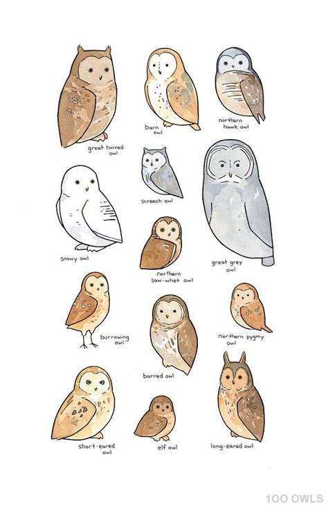 Owl species chart | Rebrn.com